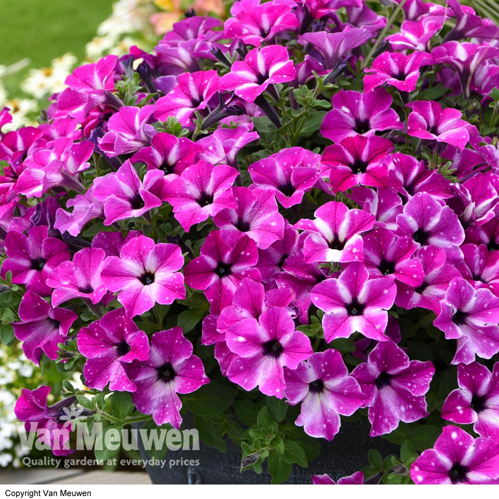 Petunia 'Circus Sky'