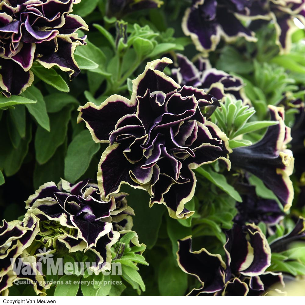 Petunia Frills & Spills 'Superstar'