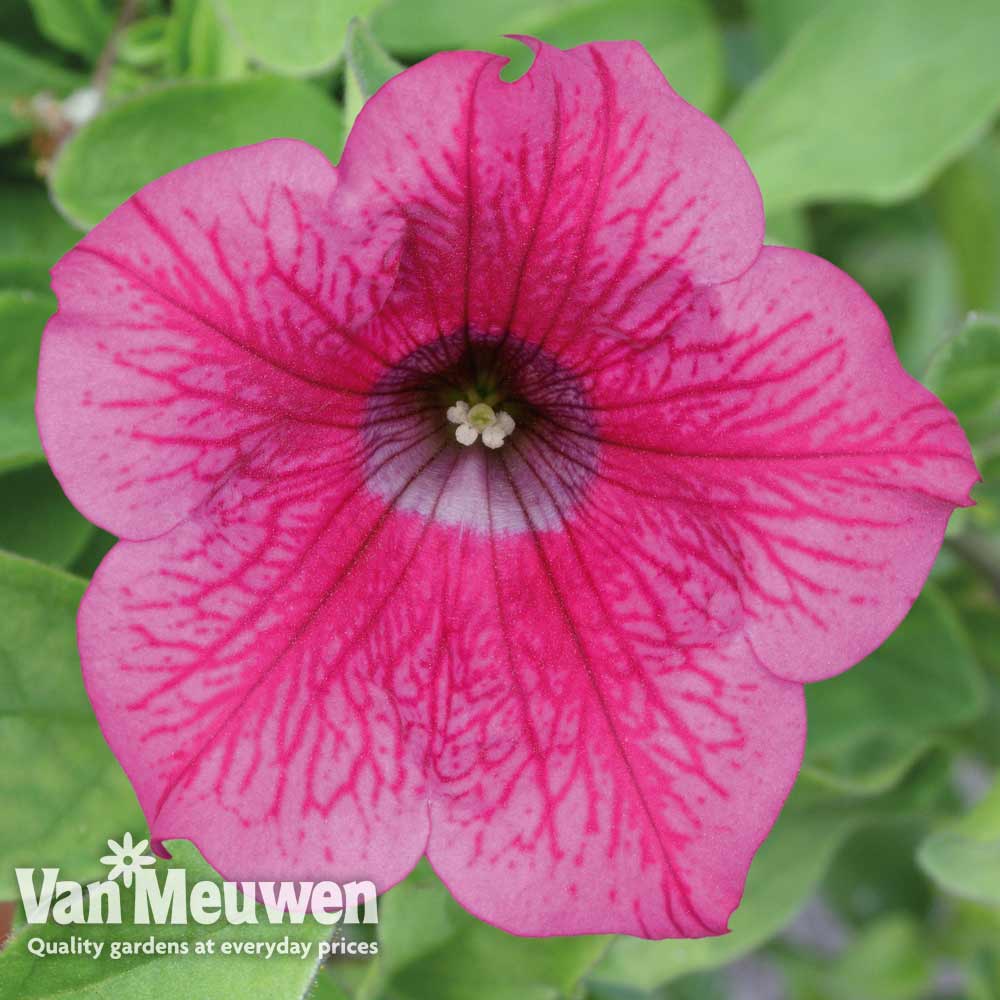 Petunia Surfinia 'Hot Pink'