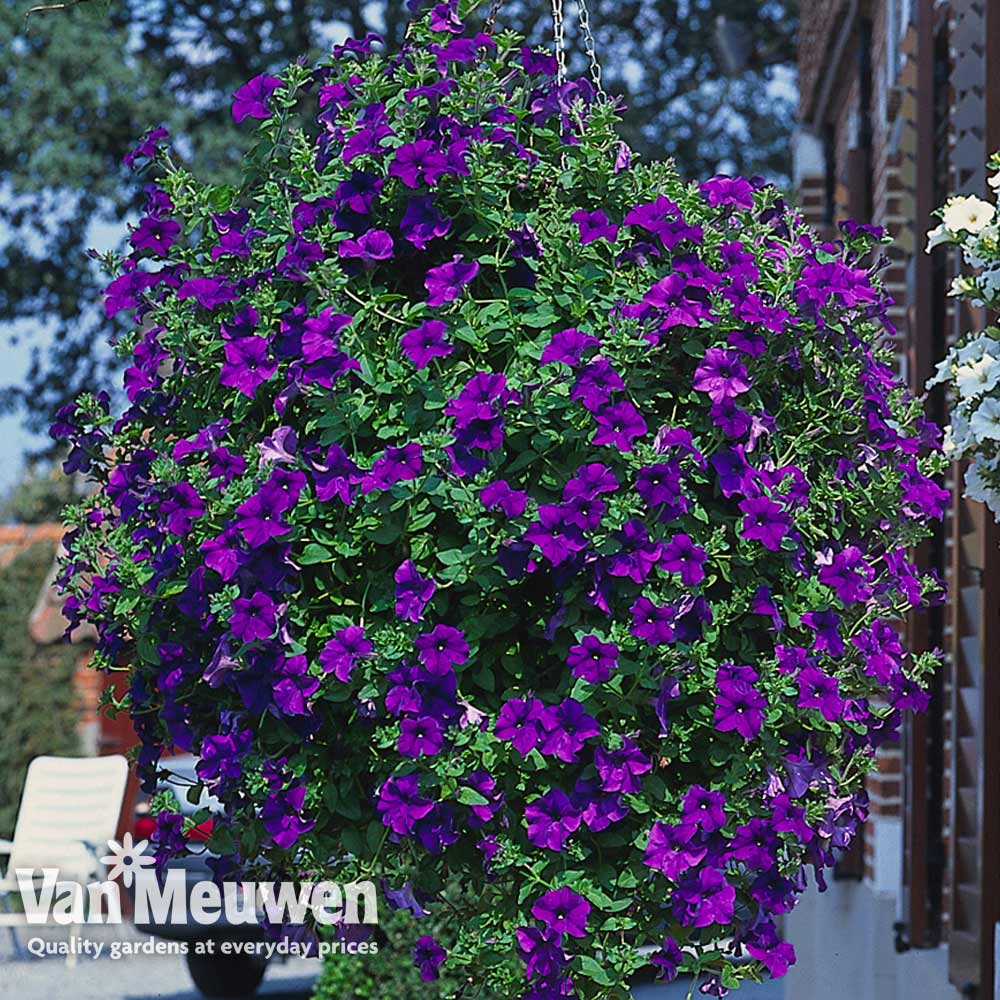 Petunia 'Surfinia Blue'