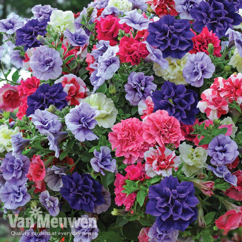 Petunia 'Carpet Mixed' F1 Hybrid