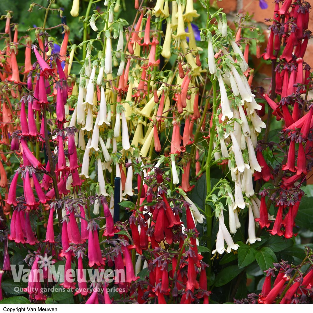 Phygelius 'Colorburst Collection'