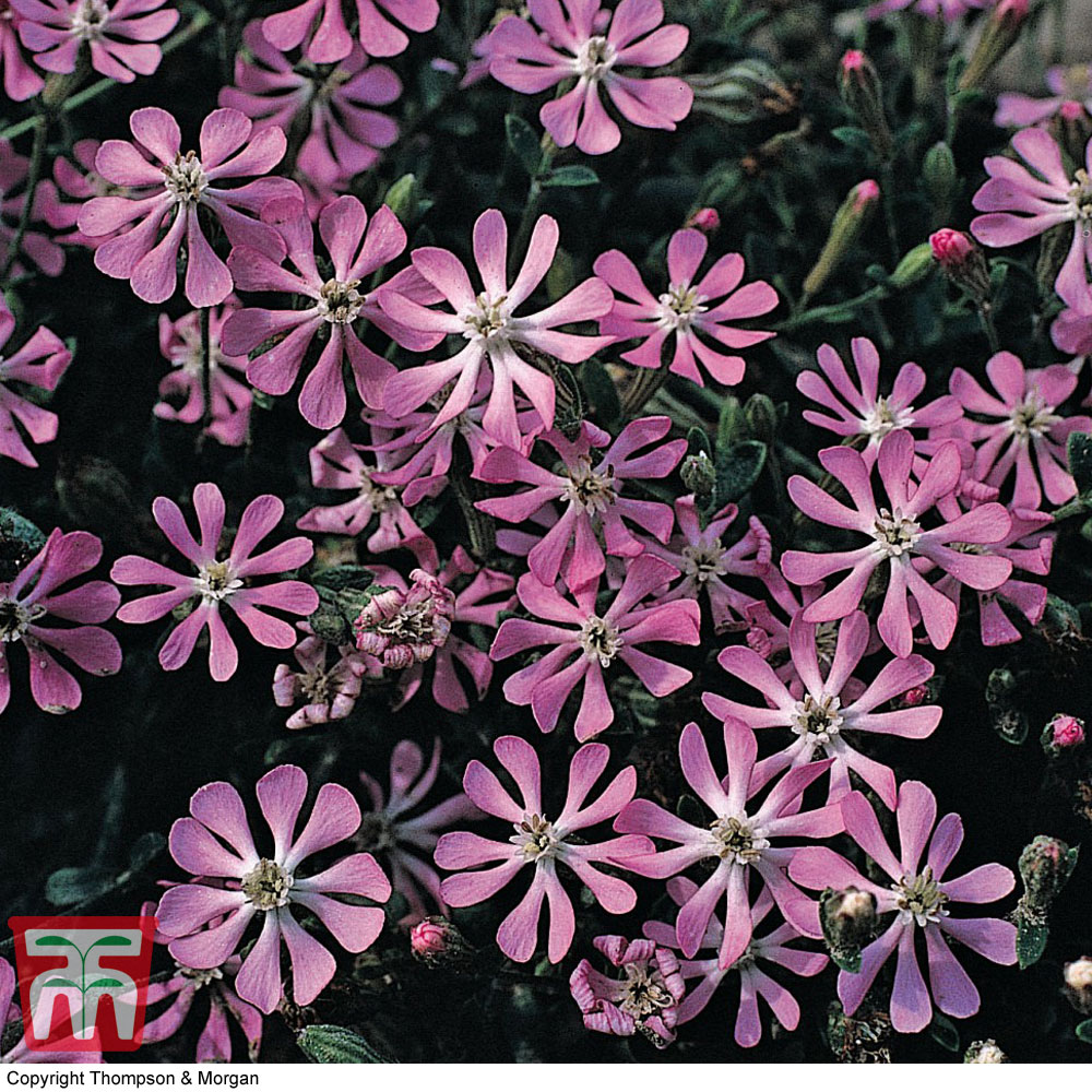 Silene colorata 'Pink Pirouette'