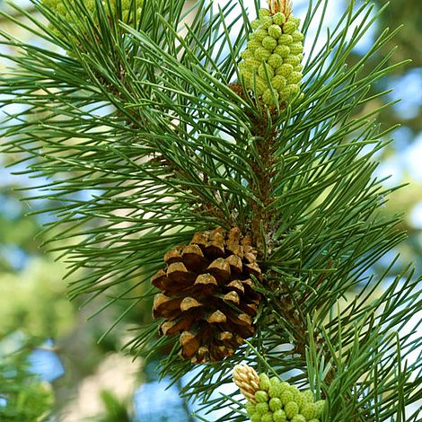 Pinus sylvestris