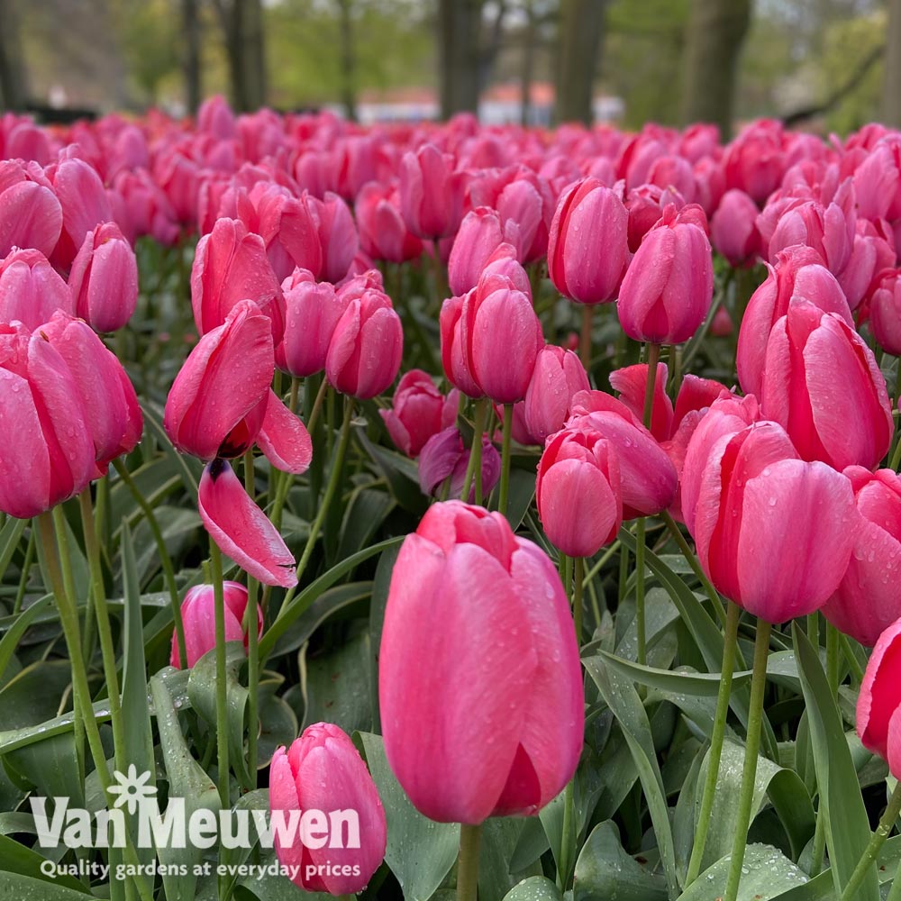 Tulip 'Pink Giant'