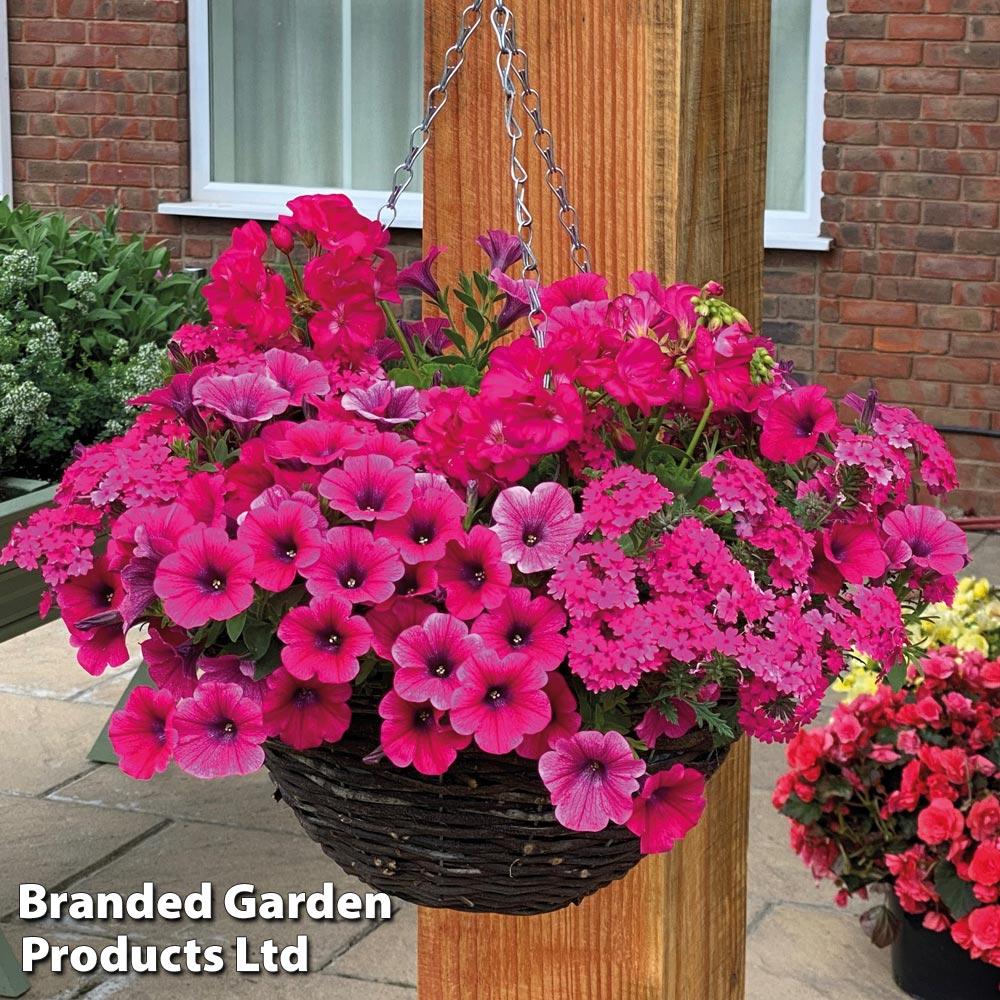 Pink Shockwave preplanted hanging basket