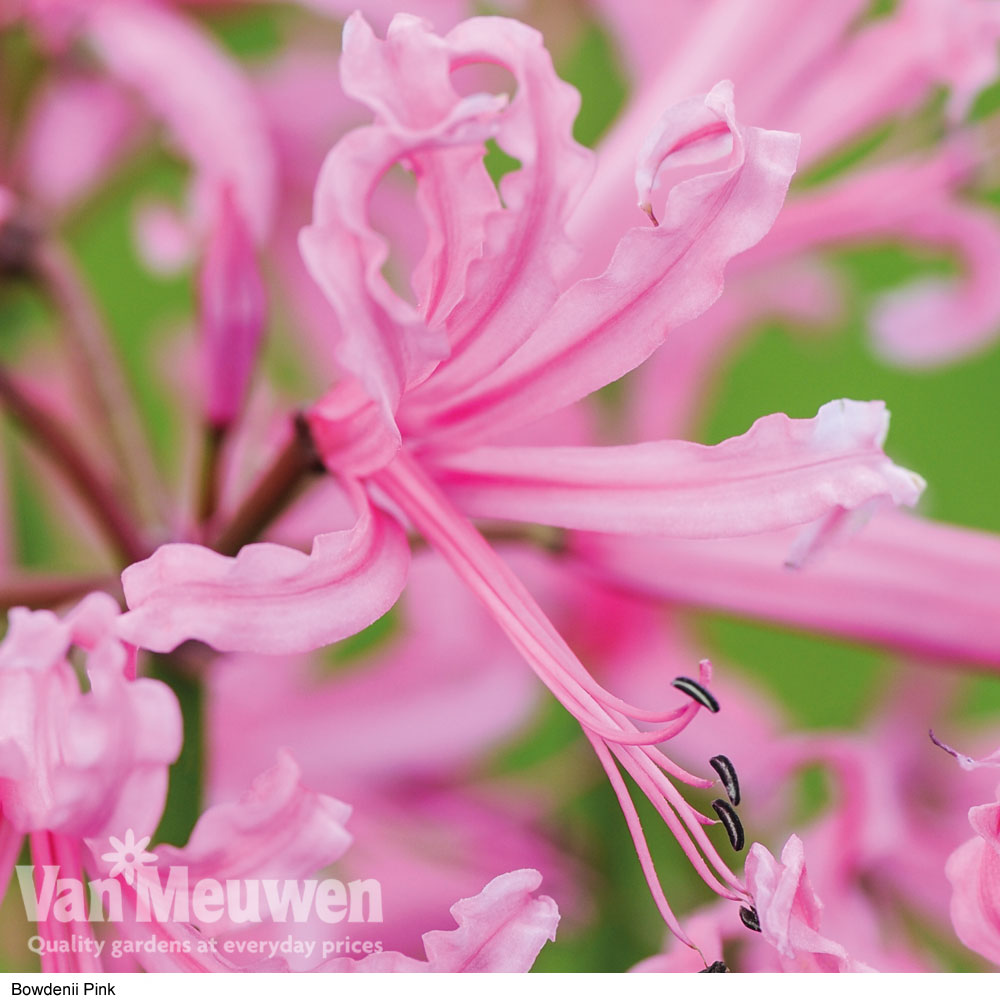 Nerine bowdenii 'Pink'