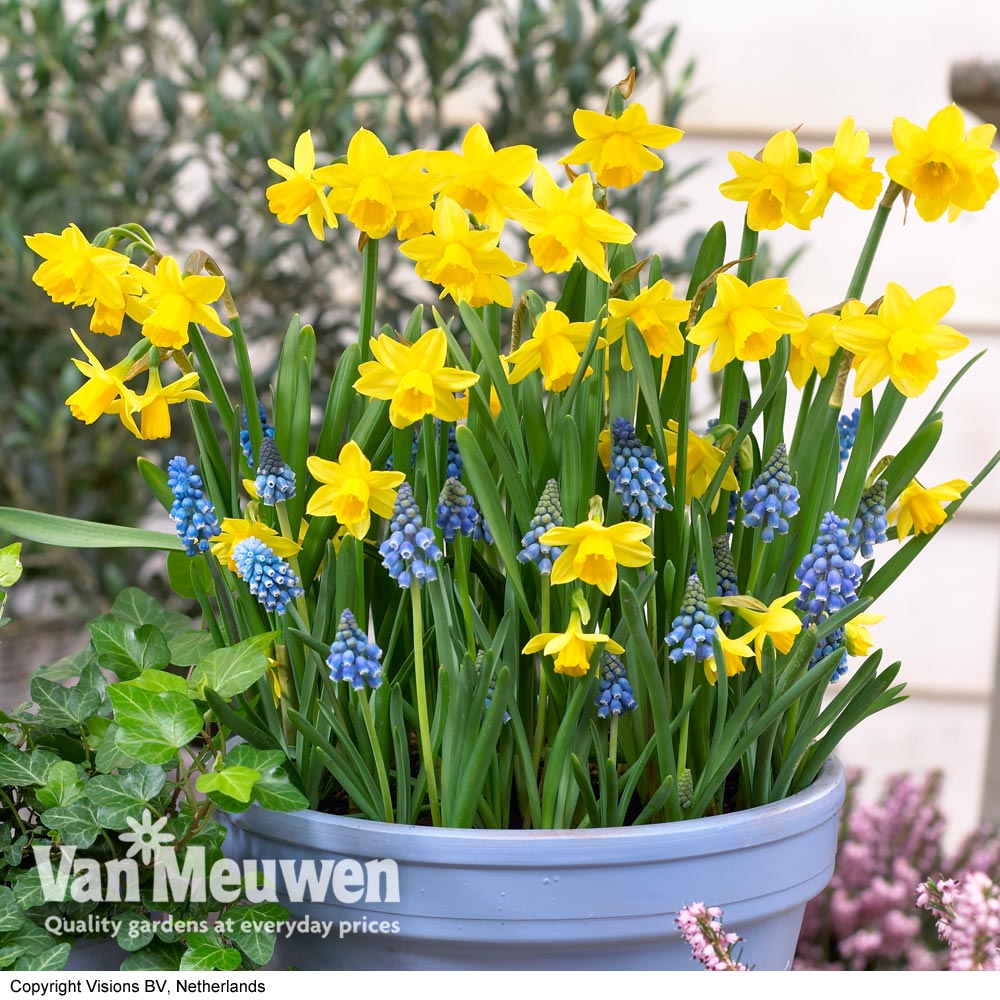 Plant-O-Tray Patio Prepanted Narcissus & Scilla