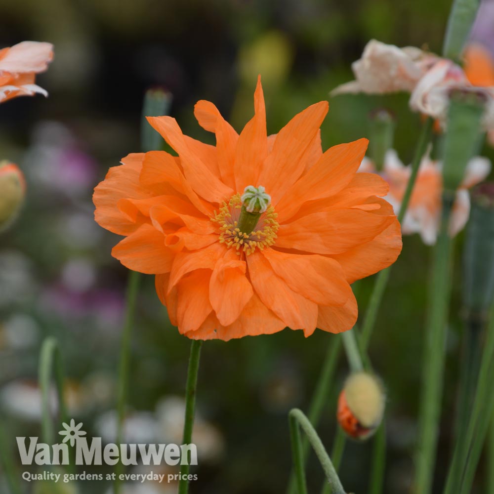 Poppy 'Double Tangerine Gem'