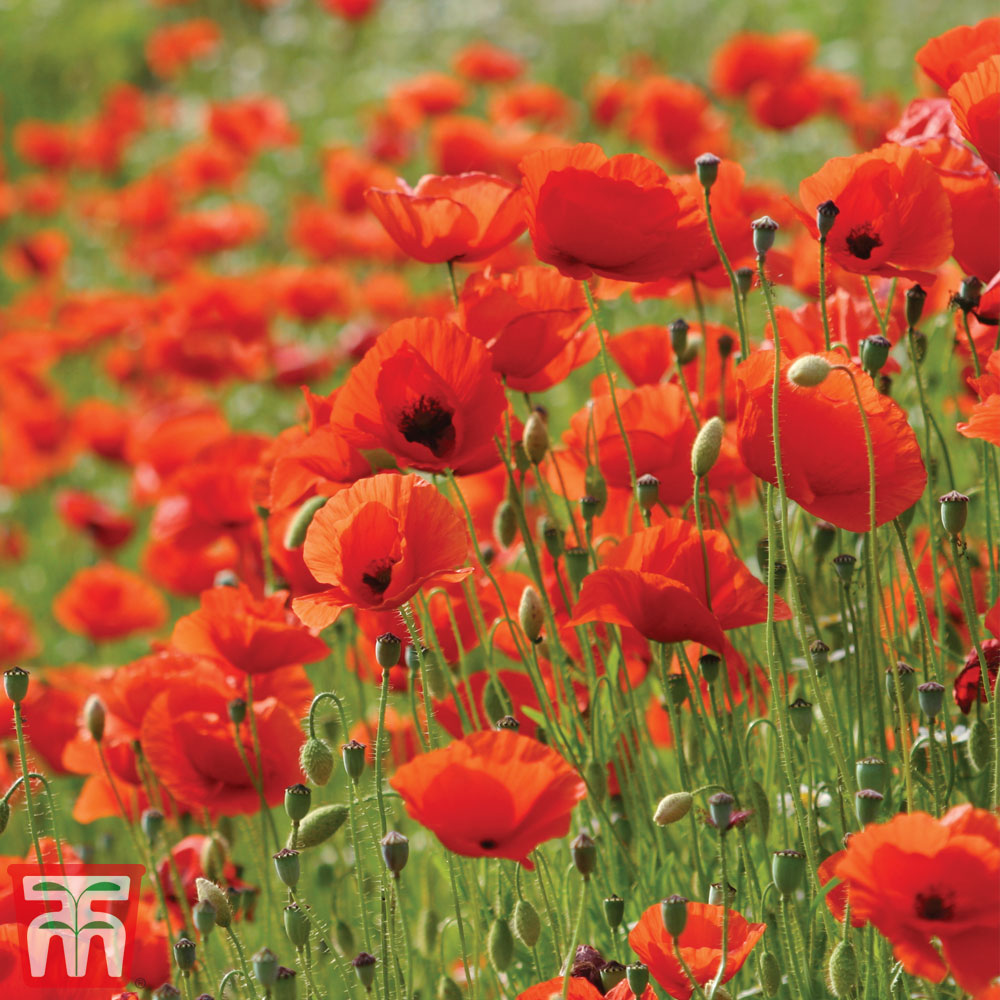 Poppy (Wild)