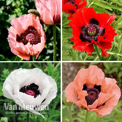 Poppy 'Oriental Collection'