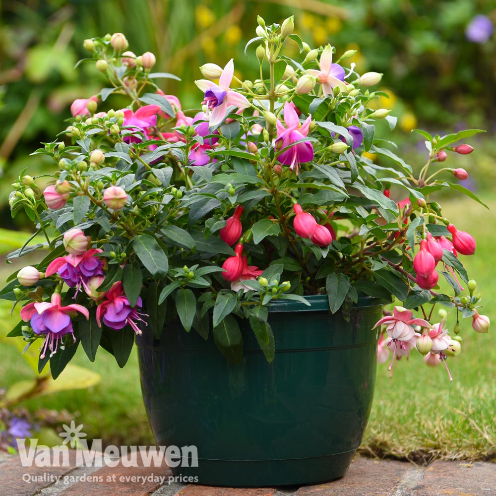 Fuchsia Trailing Pre-Planted Patio Pot