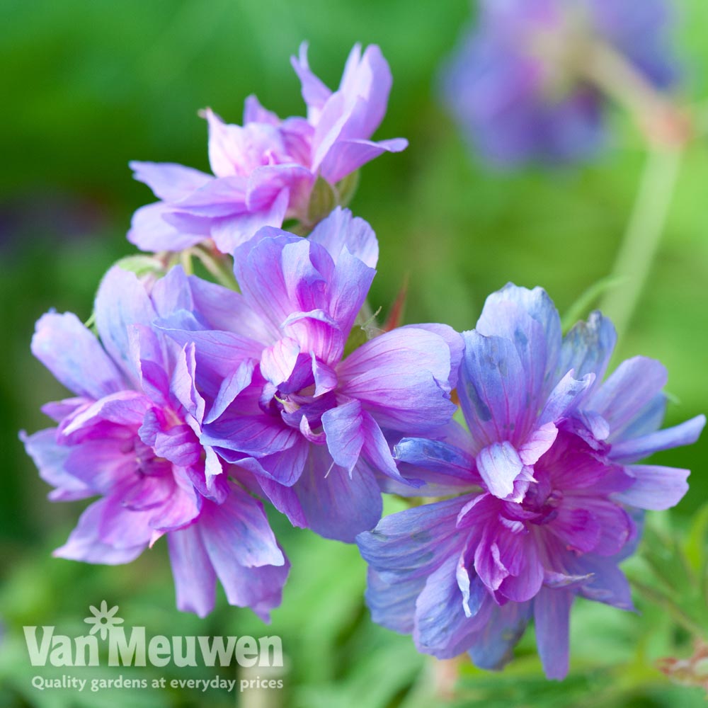 Geranium pratense 'Plenum Caeruleum'