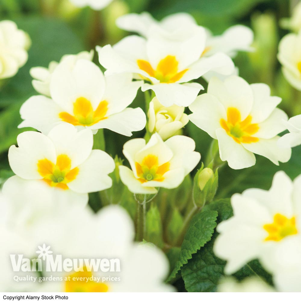 Primrose 'Everlast'