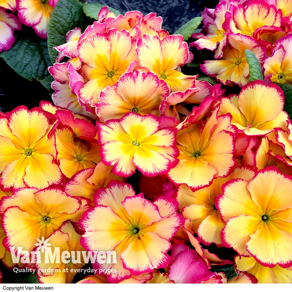 Primrose 'Rhubarb and Custard'