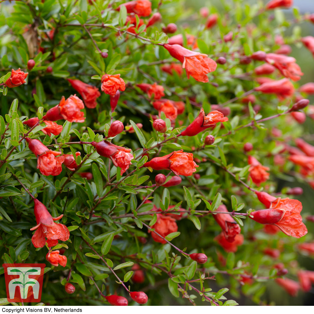 Dwarf Pomegranate Plant (House Plant Seeds)