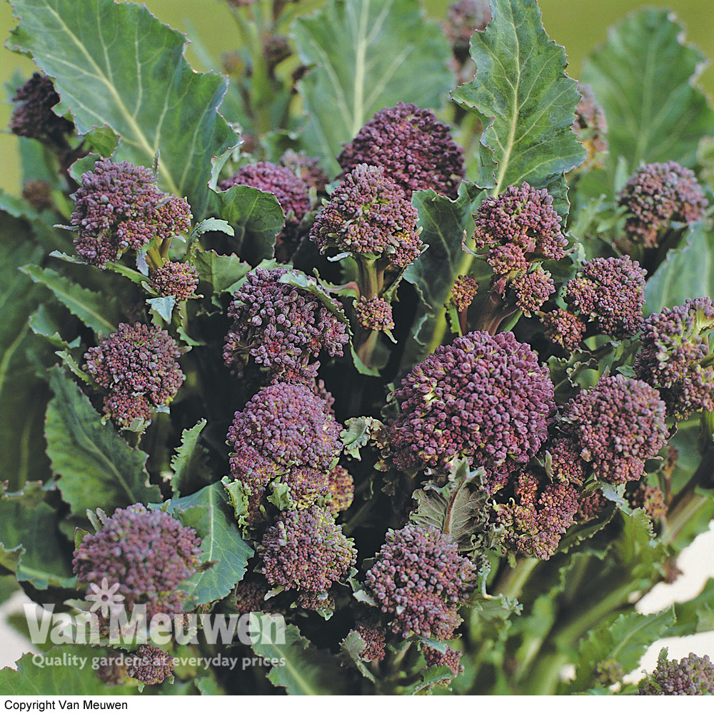 Broccoli 'Early Purple Sprouting' (Purple Sprouting) (Seeds)