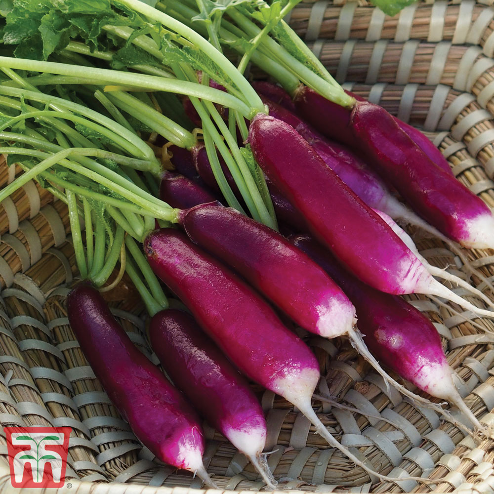 Radish 'Felicia'