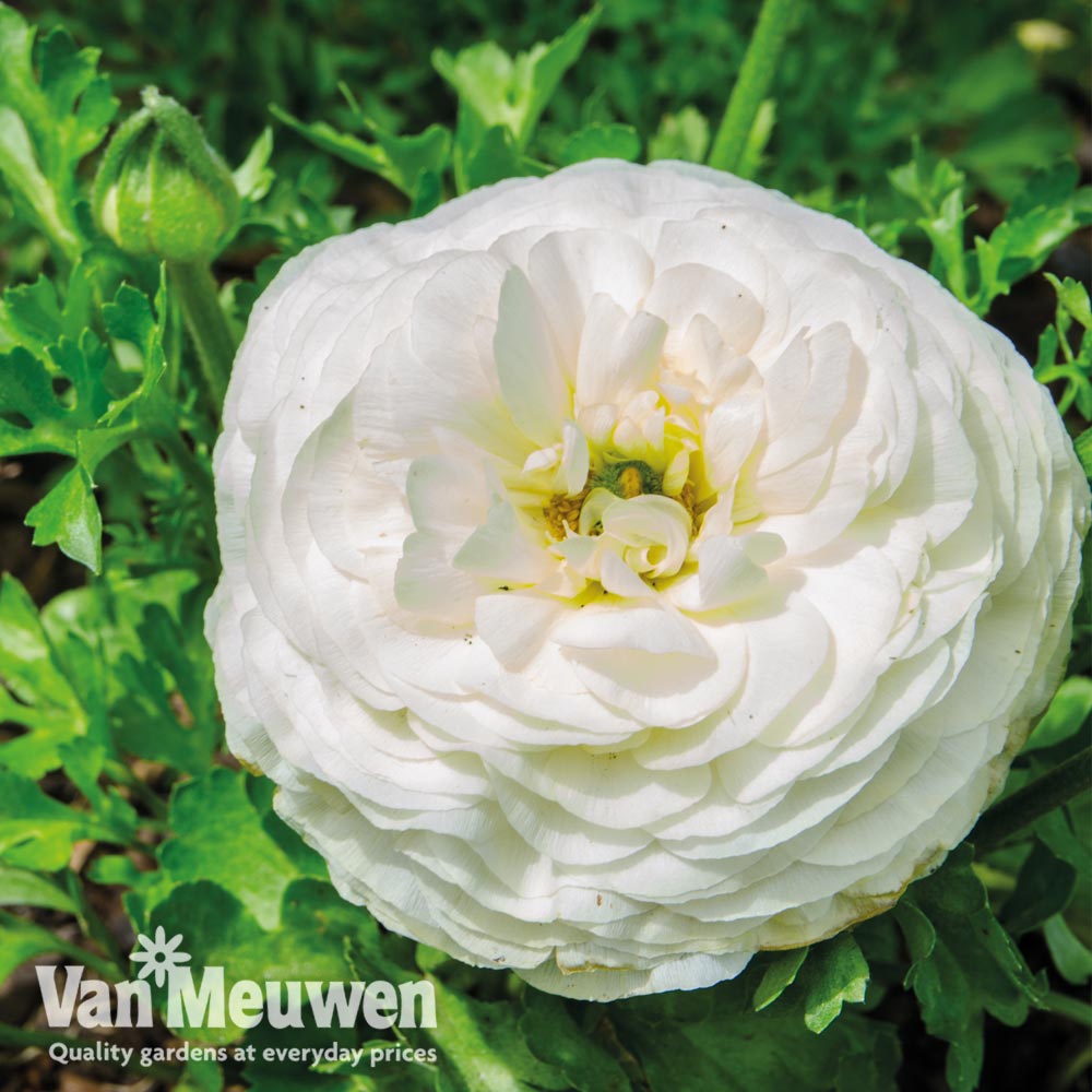 Ranunculus 'White'