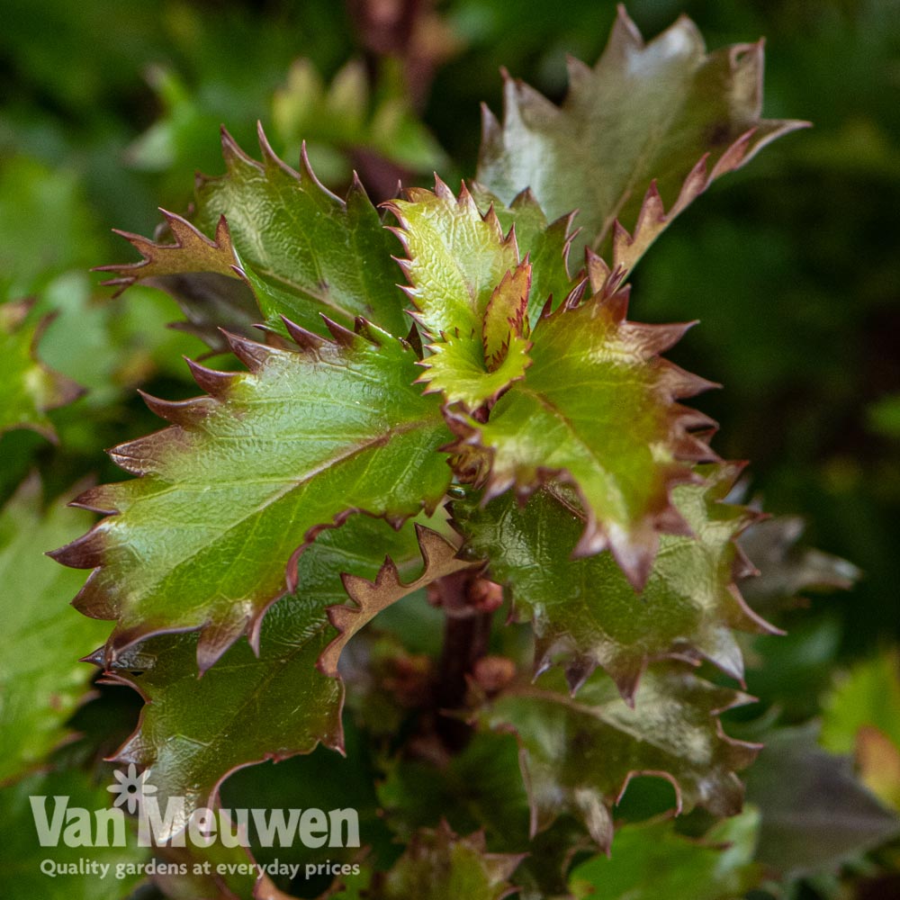 Ilex 'Little Rascal' (standard)