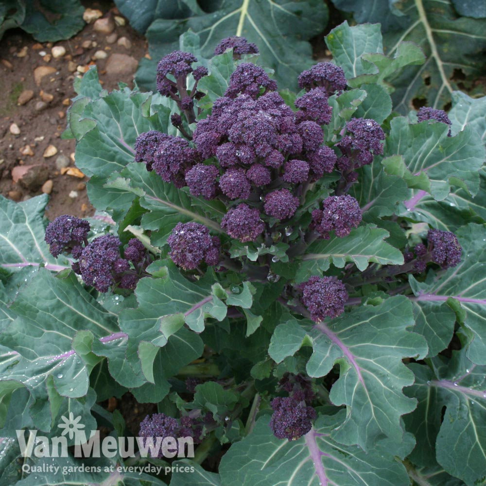Broccoli 'Red Fire' (Purple Sprouting)