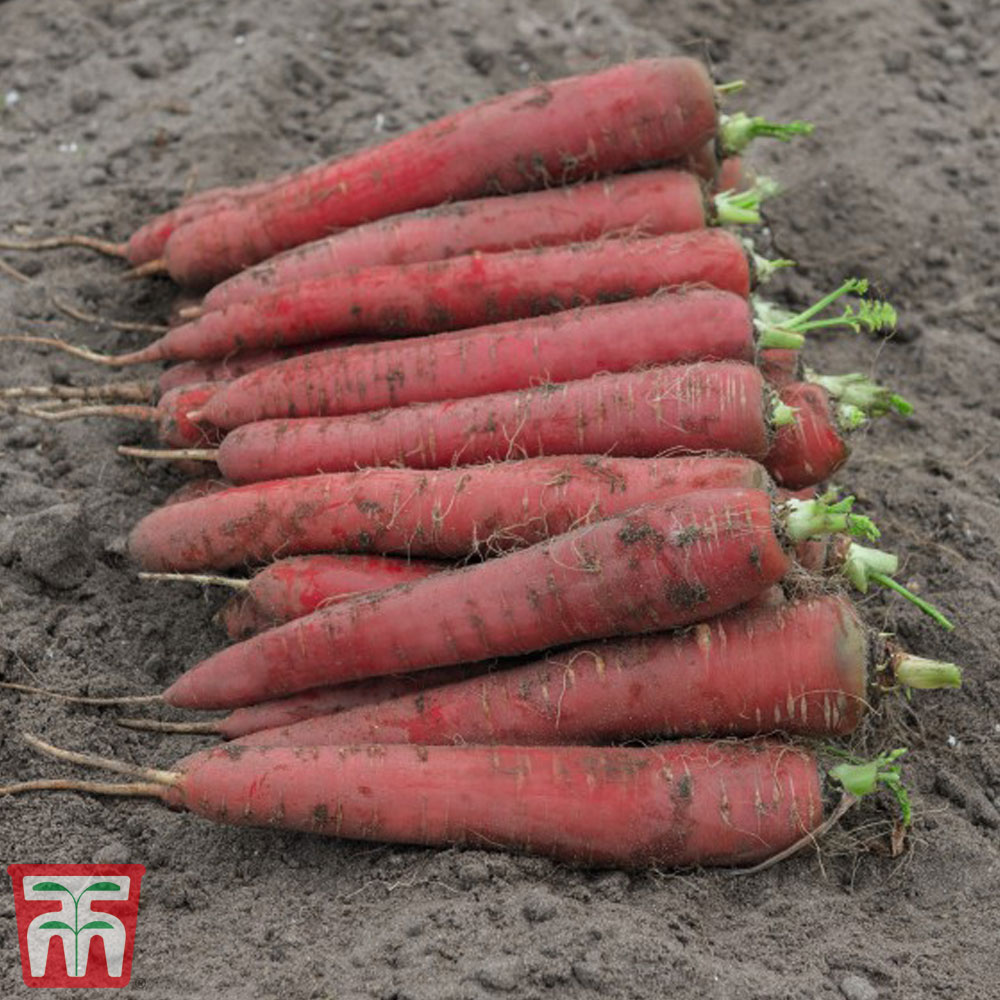 Carrot 'Red Sun' F1 Hybrid (Maincrop)