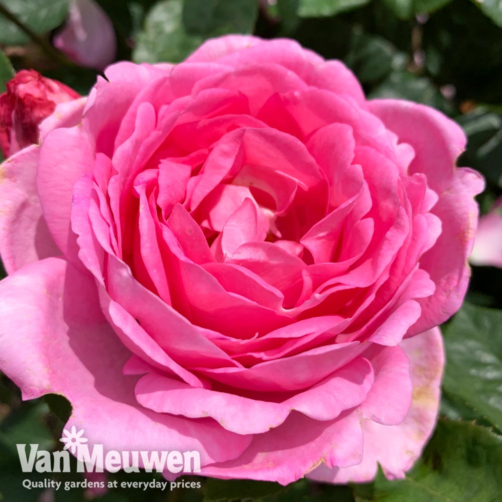 Rose 'Mum in a Million' (Hybrid Tea Rose)