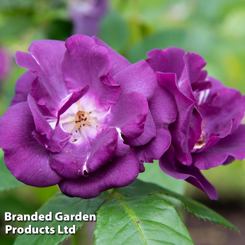 Rose 'Rhapsody in Blue'