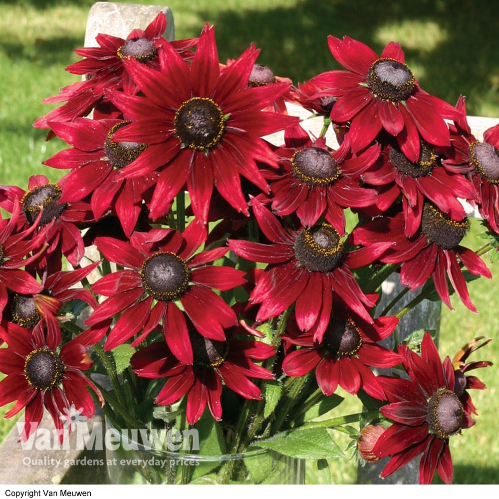 Rudbeckia hirta 'Cherry Brandy'