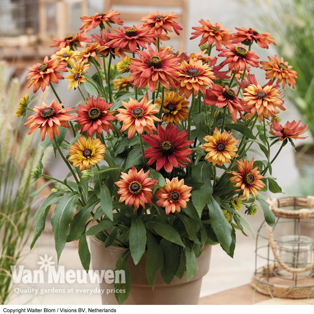 Rudbeckia 'Enchanted Embers'