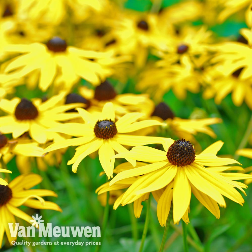 Rudbeckia fulgida var sullivantii 'Goldsturm'