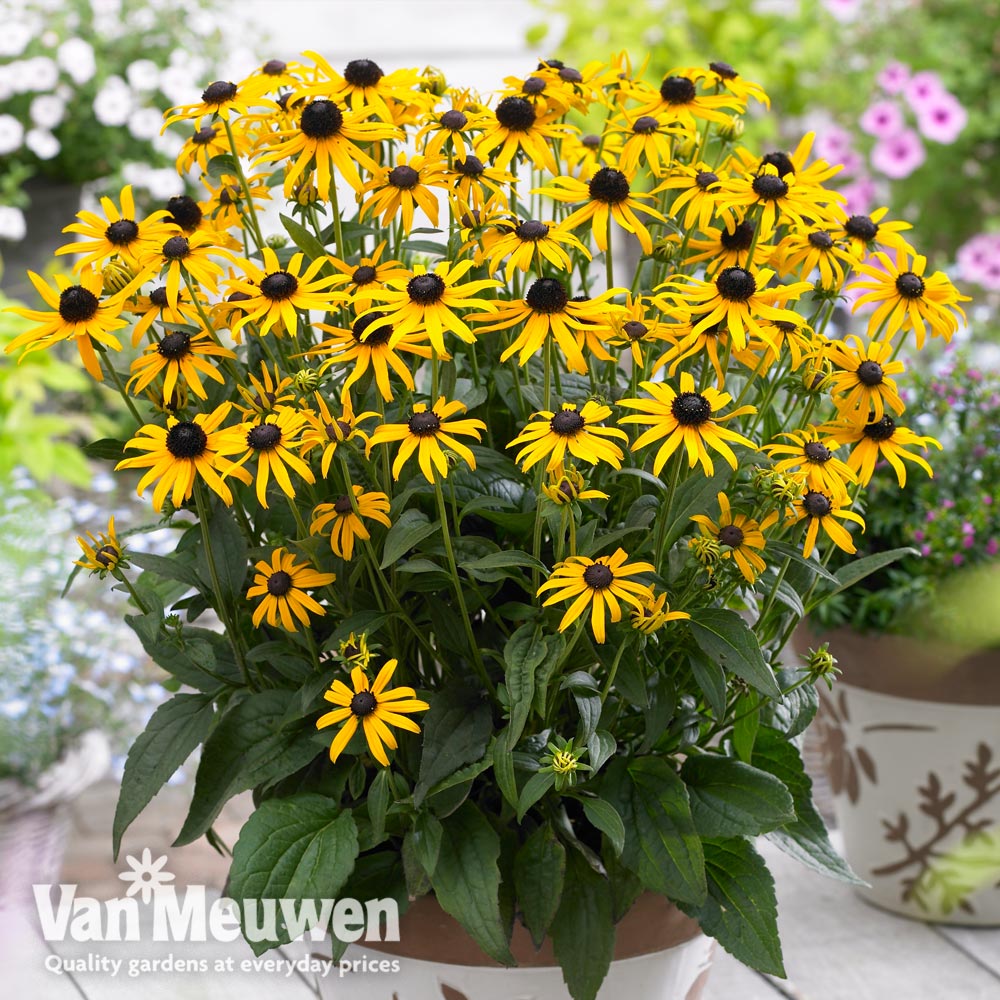 Rudbeckia fulgida 'Little Goldstar'