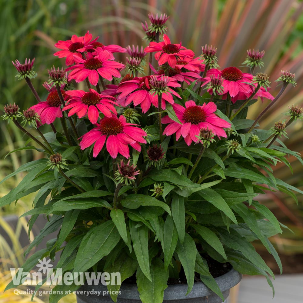 Echinacea SunMagic 'Vintage Red'