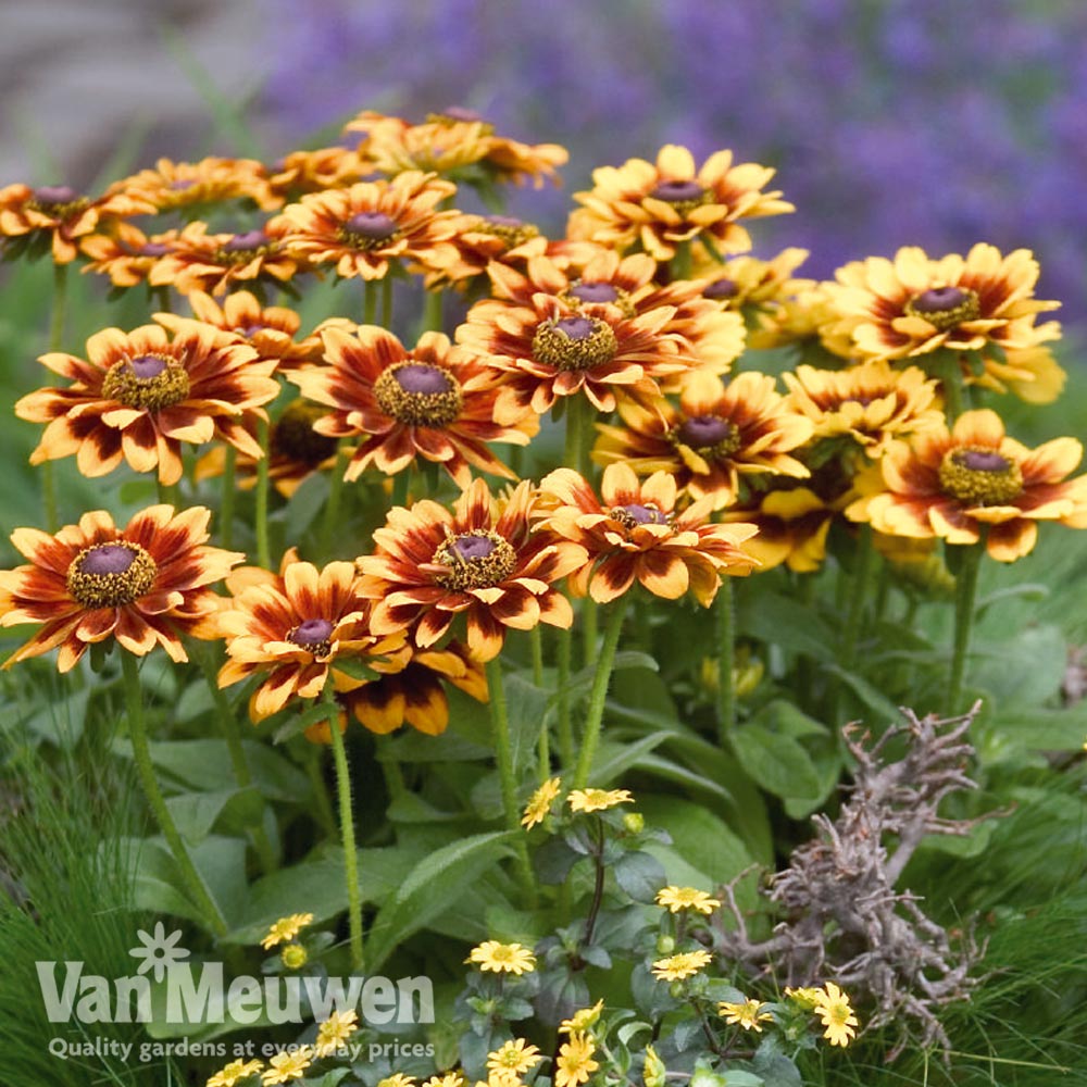 Rudbeckia 'Toto Rustic'