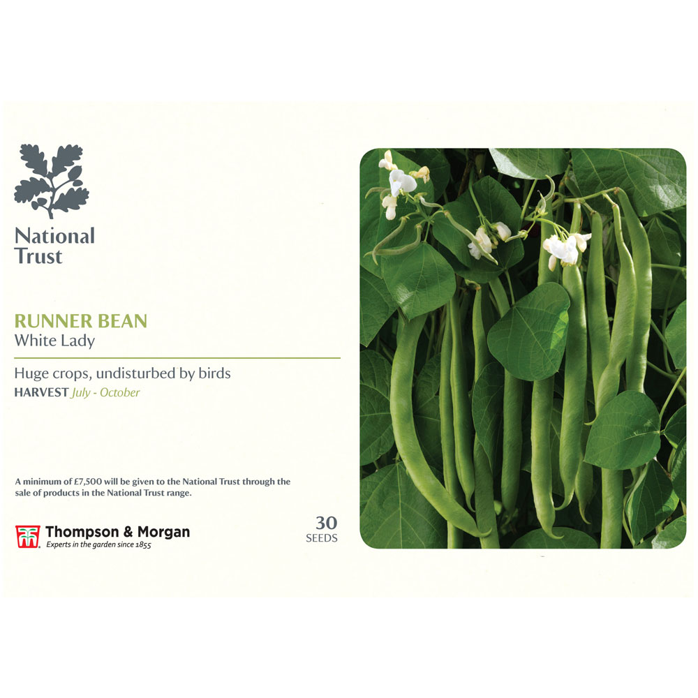 Runner Bean 'White Lady' (National Trust)