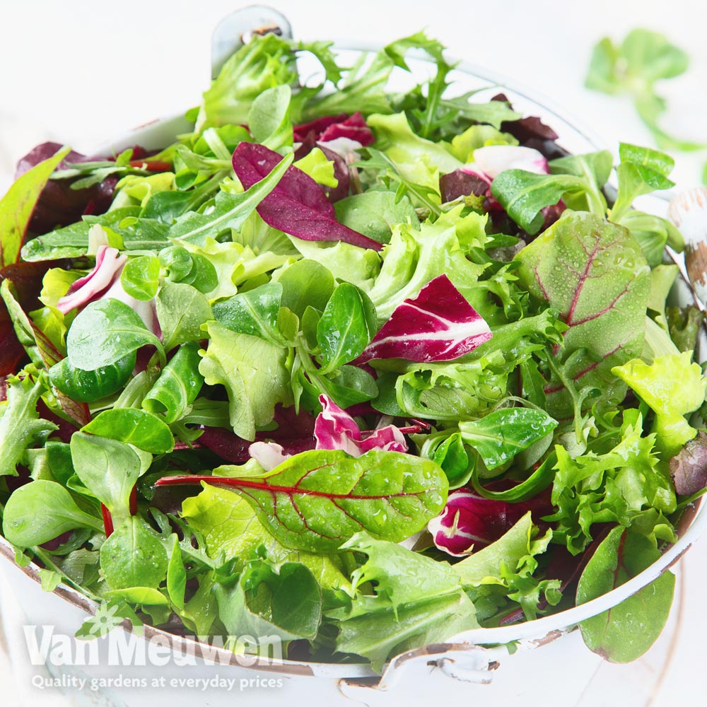 Lettuce 'Bistro Salad Mixed'