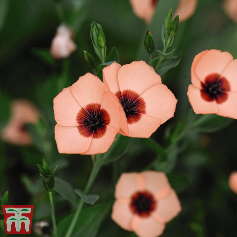 Linum grandiflorum 'Salmon Bright Eyes'