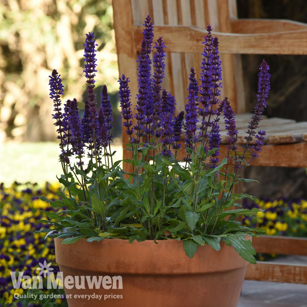 Salvia nemorosa 'Salvatore Deep Blue'