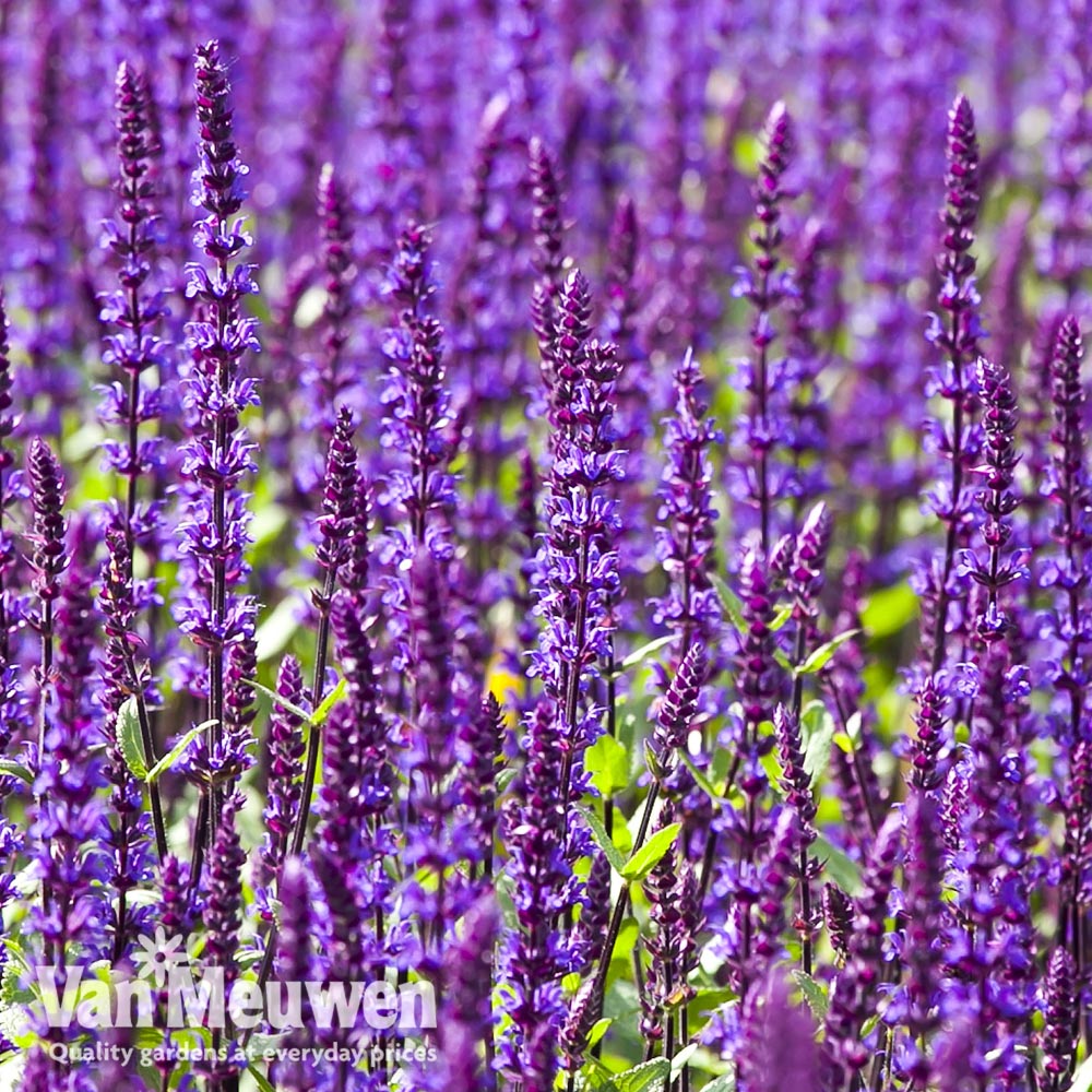 Salvia nemorosa 'Ostefriesland'