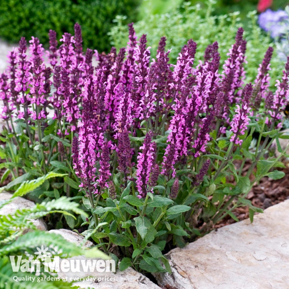 Salvia nemorosa 'New Dimensions Mix'