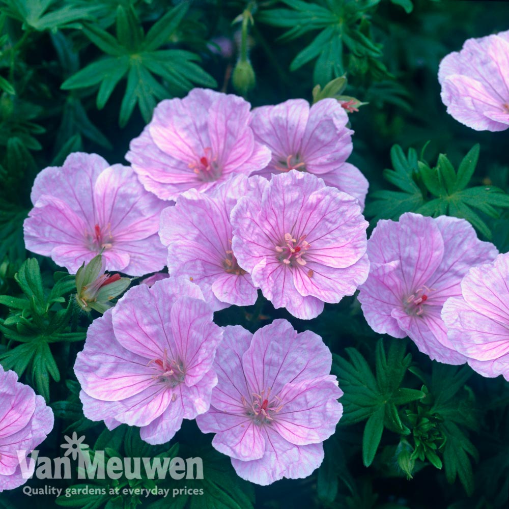 Geranium sanguineum var. striatum