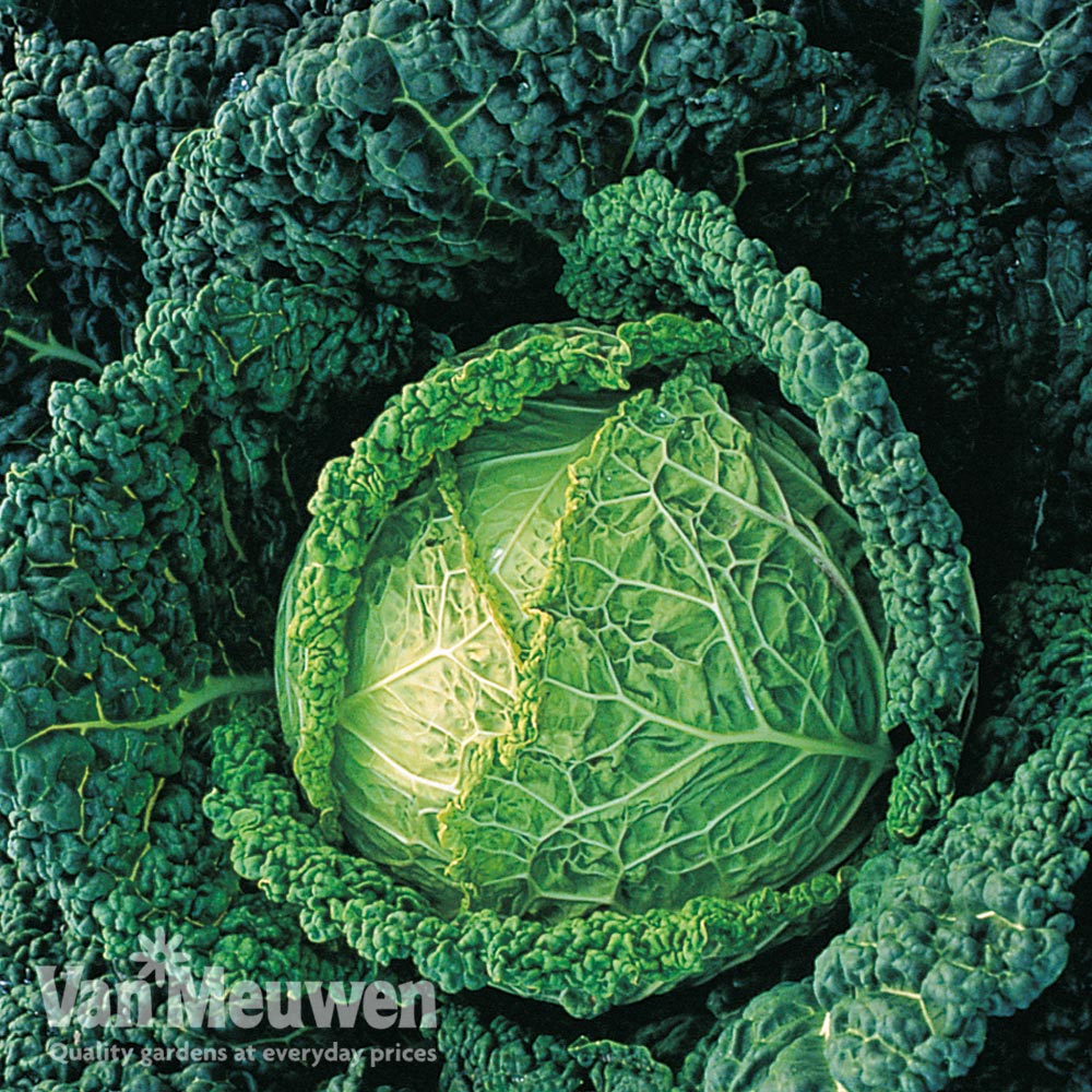 Cabbage 'Endeavour' F1 hybrid (Winter Savoy)