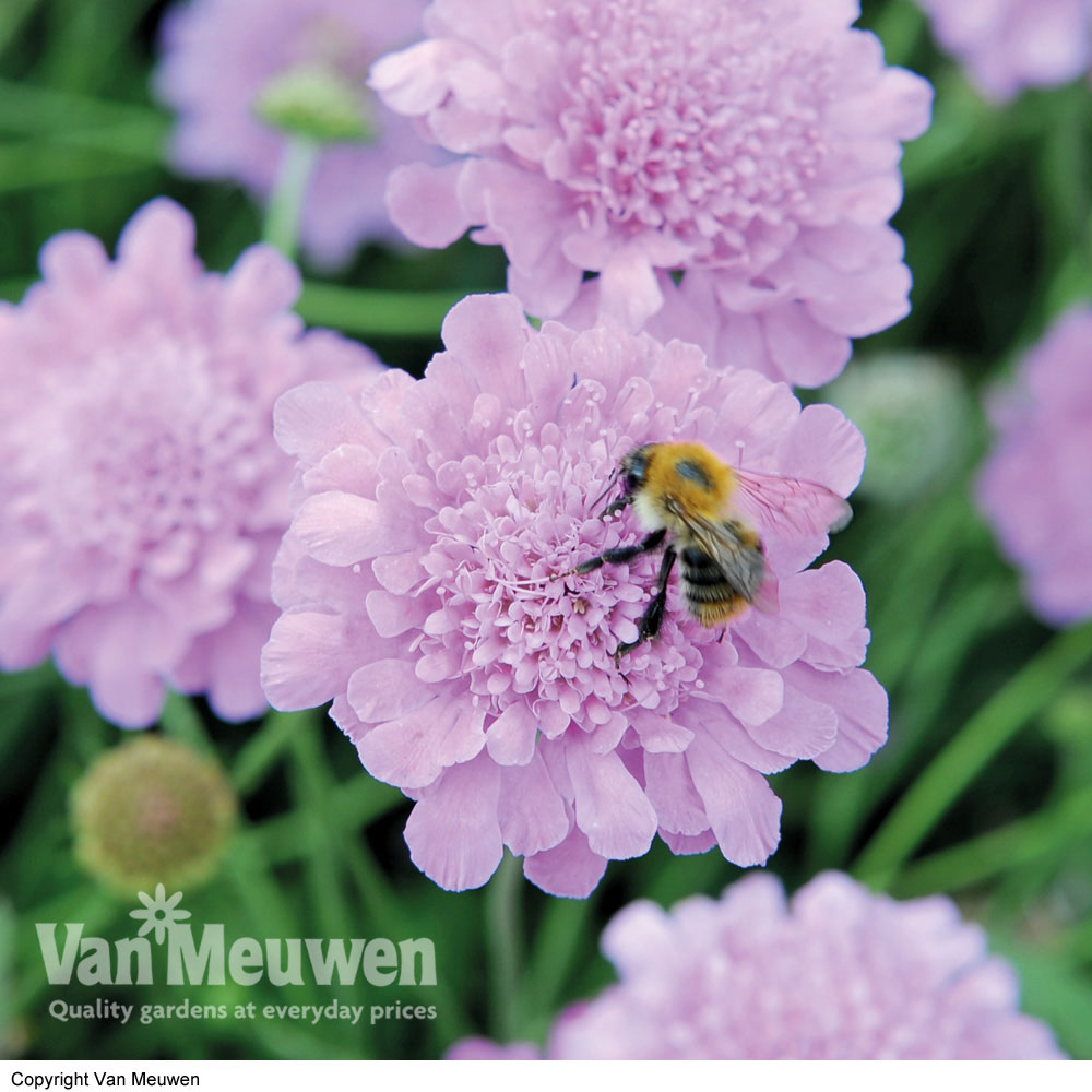 Scabious 'Kudos Purple'