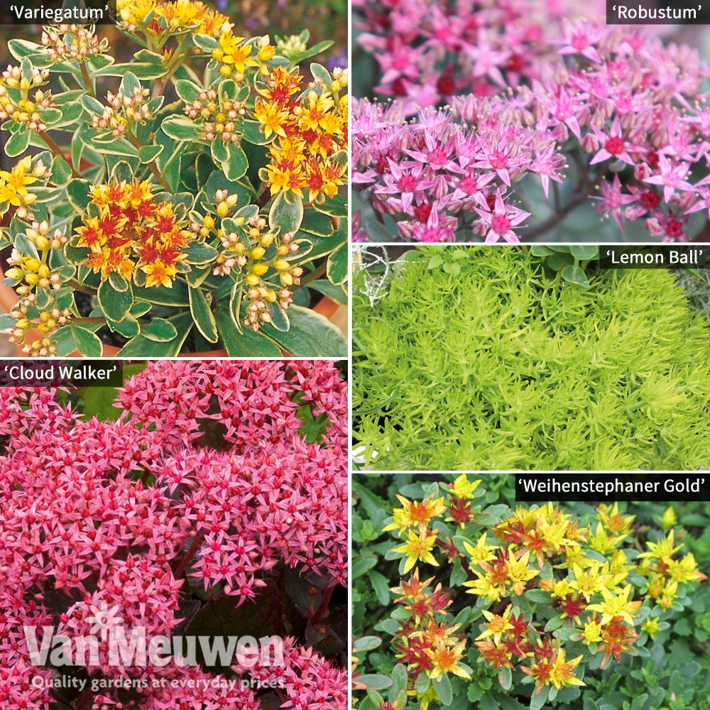 Sedum Collection