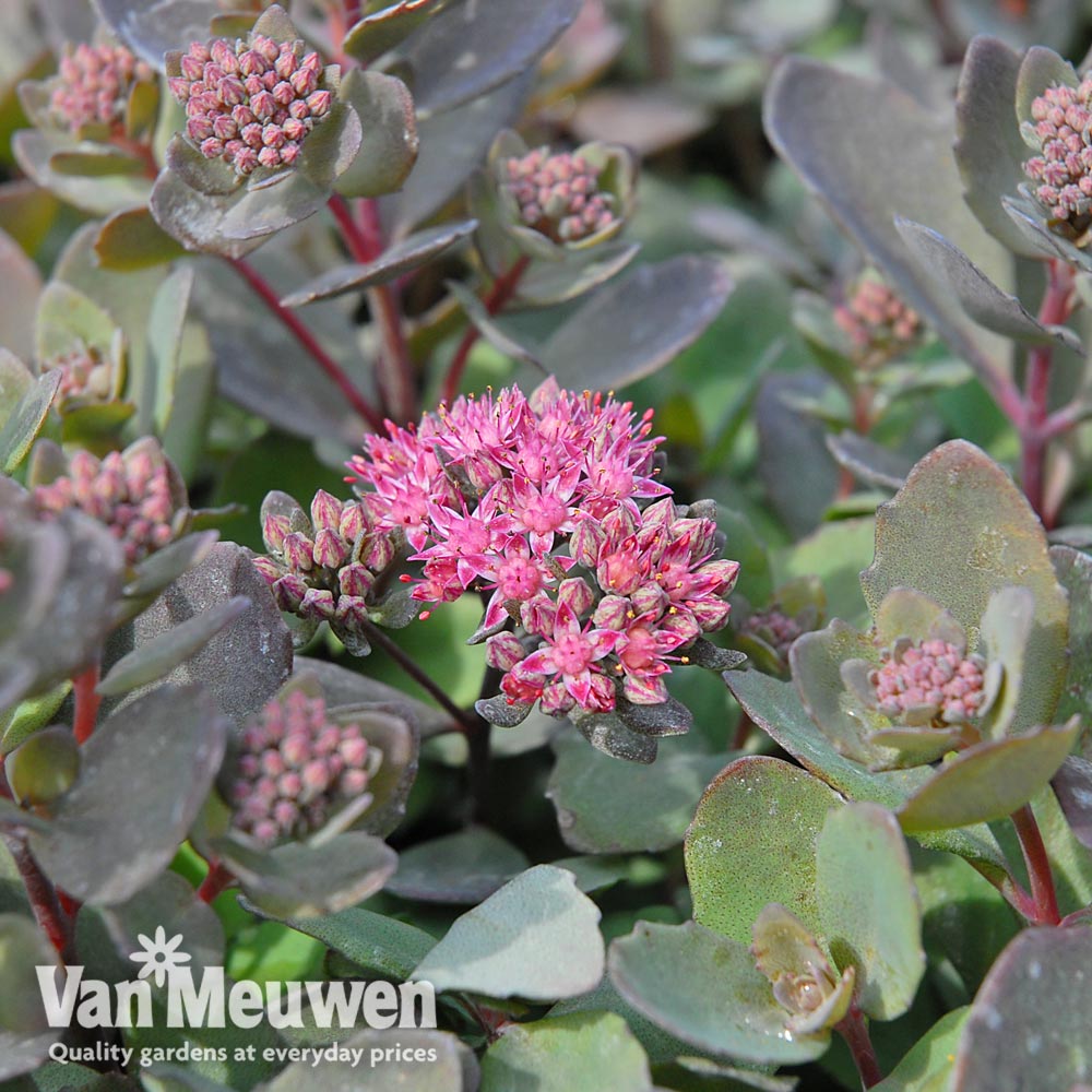 Sedum 'Sunsparkler Dazzleberry'