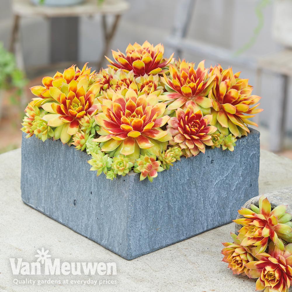 Sempervivum 'Chick Charms&reg; Gold Nugget'