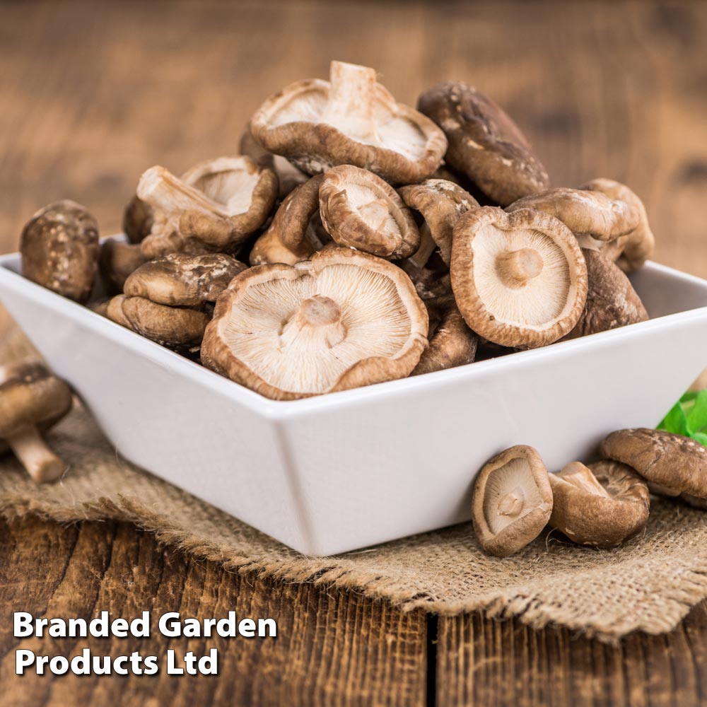 Mushroom Windowsill Kit - Shiitake