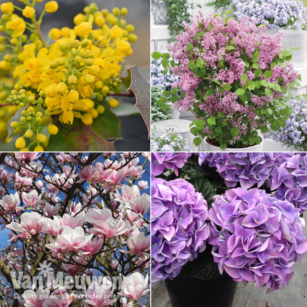 Nurserymans Choice Shrub Mix