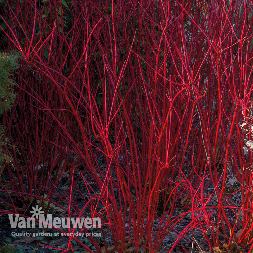 Cornus alba 'Sibirica'