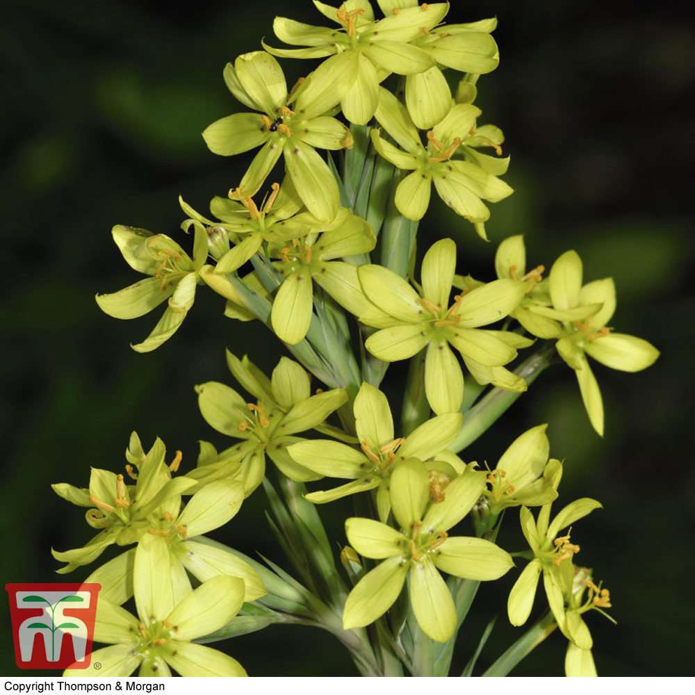 Sisyrinchium palmifolium 'Canary'